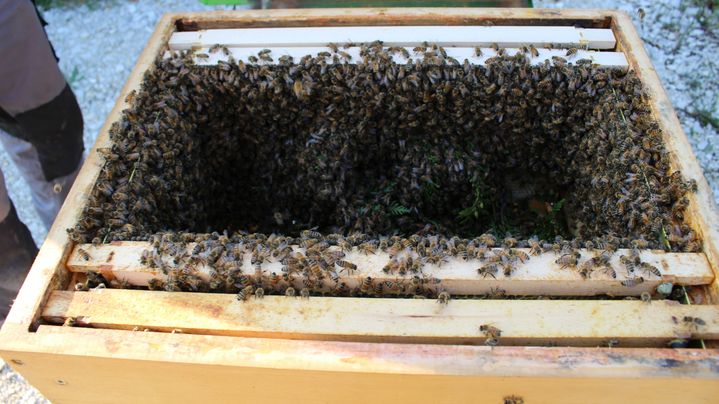 Eingefangener Bienenschwarm in einer Transportbox vor Einzug in den we4bee-Bienenstock.
