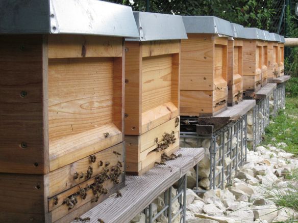 Bee Colonies Move in at Audi Sites