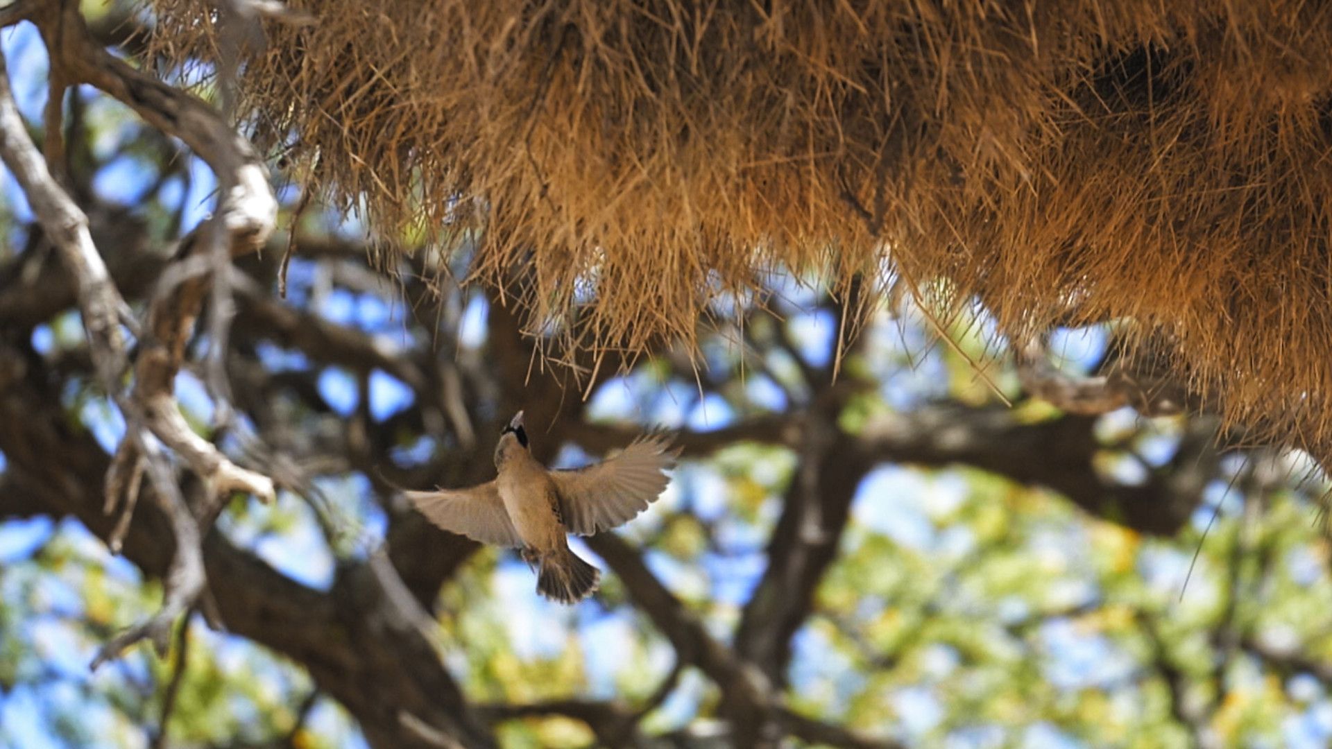Vogel auf der Suche nach Nestbaumaterial