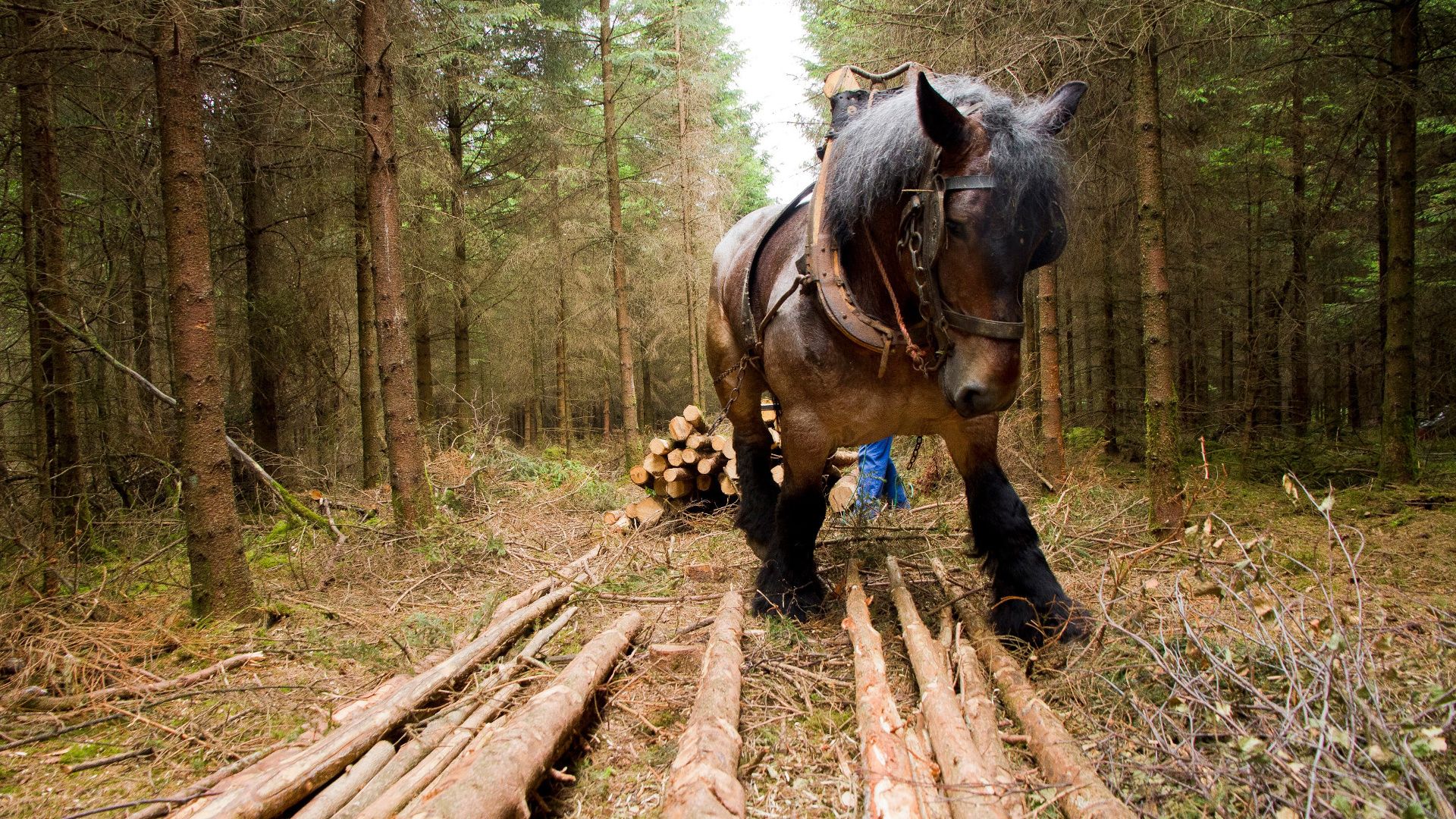Pferd bei der Arbeit mit Holz im Wald