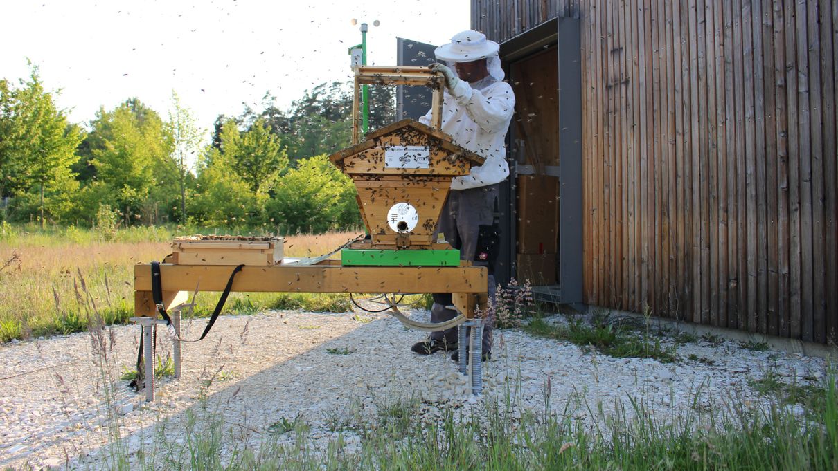 Imker beim „Einschlagen“ des Bienenschwarms