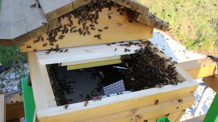 Blick in den we4bee-Bienenstock mit frisch eingezogenem Bienenschwarm