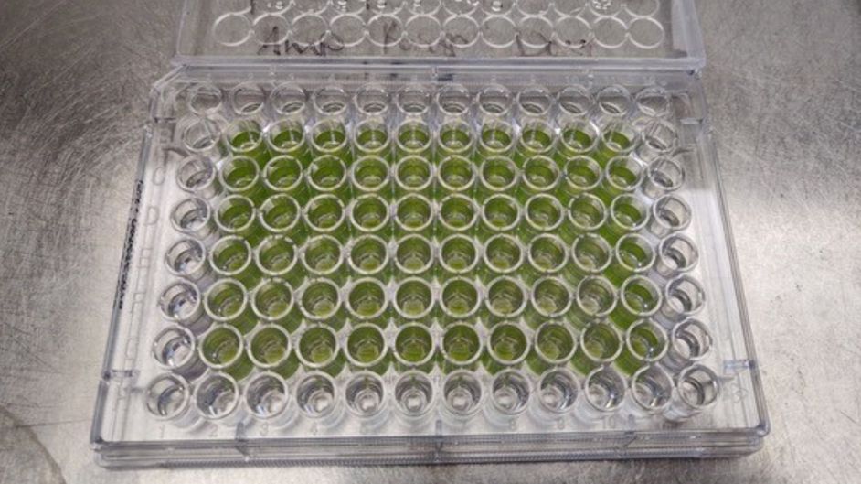 Algae mixed with antibiotics.