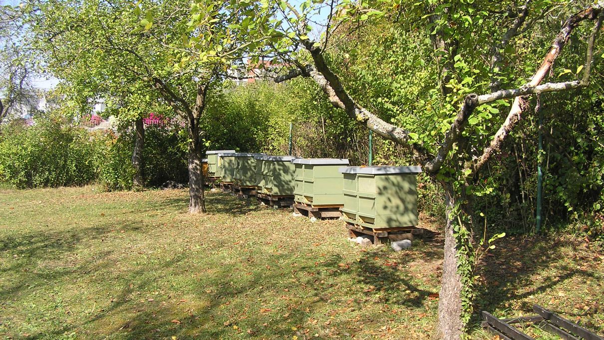 Simplified form of beekeeping without extensive material and space requirements