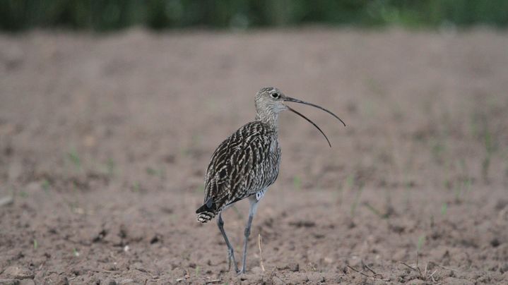 Adult curlew