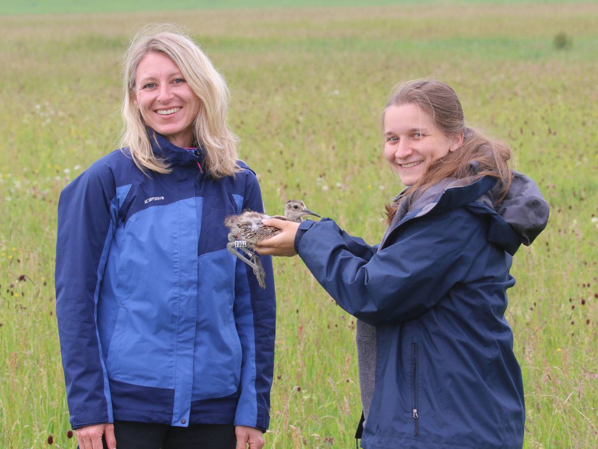Projektleiterin für das Brachvogel-Telemetrieprojekt Verena Auernhammer (LBV) und Bachelorandin Rebekka Leiß (HS Weihenstephan in Triesdorf) mit einem Brachvogelküken (2020) | Foto: Dirk Ullmann