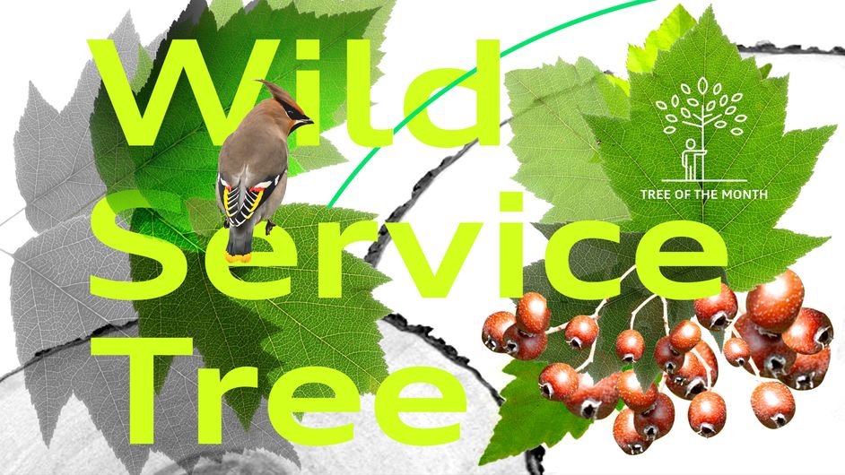 Wild Service Tree